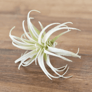 Close-up of a white air plant on a wooden surface.